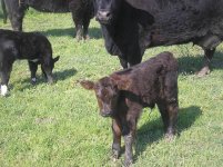 New calves 027.jpg