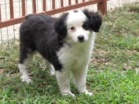 IMG_1705 Olivia sp.jpg