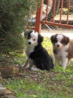 IMG_1736 willisoliviasp.jpg