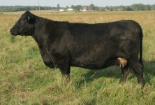 Who Cow Dam of AR Heatwave heifer.jpg