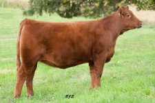 PB Red Angus Lot 3.jpg