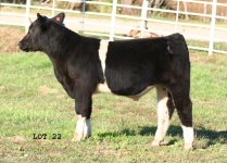 IMG_6884 copy---LOT 22----.jpg