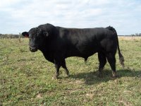 steer 064.JPG