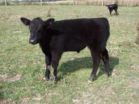 steer 062.JPG