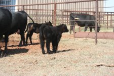 fall born 2010 001.jpg