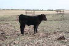 fall born 2010 012.jpg