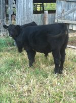 calf 3.jpg