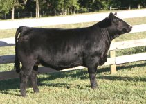 Metzger Star Power Heifer Smaller Sized.jpg