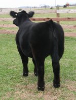 Super Natural Steer Nov 22nd Pict 4.jpg