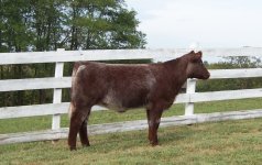 AP 361 x Proud Jazz heifer.JPG