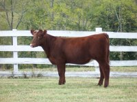 Poppin Lady x Bloostone March heifer.JPG