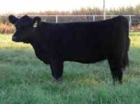 nates heifer.jpg