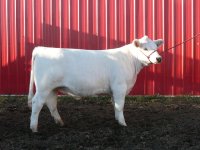 steers for sun country sale 004.jpg