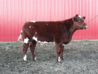 steers for sun country sale 019.jpg