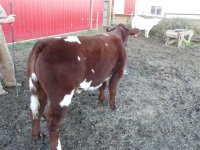 steers for sun country sale 024.jpg