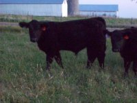 Calf pics #4 032.JPG