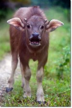 water_buffalo_calf.jpg