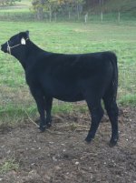 Angus event sale Lot 45.jpg