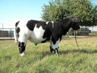 sale calves 012.jpg