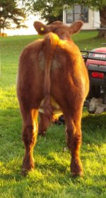 Ben rear 10-2010.jpg