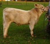 Thyme calf 10-2010 001.jpg