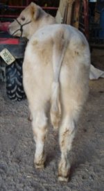 Thyme calf rear 10-2010.jpg