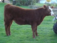 Blaze heifer 10-2010 02.jpg