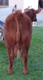 Blaze heifer rear 10-2010.jpg