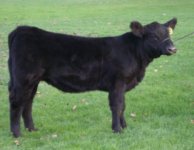 Bonnie heifer 10-2010 02.jpg
