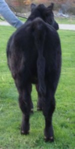 Bonnie heifer rear 10-2010 01.jpg
