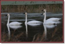 Swans LW 10-13-10[2].jpg
