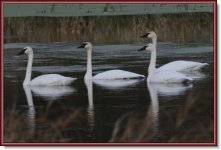 Swans LW 10-13-10[2].jpg