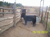 calves, 2010 011.jpg