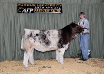 Wyatt Kaboom Steer - Purdue AGR Resize.jpg