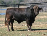 Bull sire 10.jpg