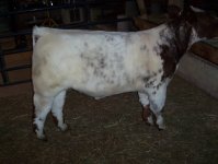 little shorthorn 001.jpg