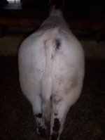 little shorthorn 003.jpg