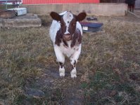 little shorthorn two 004.jpg