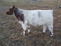 little shorthorn three.jpg
