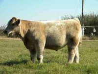 sale-calves-018.jpg