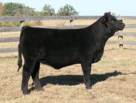 Tag 7 Paddy O'Malley X Commercial Angus internet.jpg