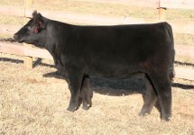 Tag 116 Heatwave Heifer Pict Taken Oct 22nd internet.jpg