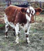 018 Heifer 10 Internet.jpg