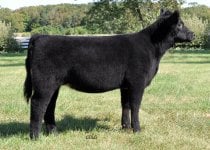 monopoly heifer.jpg