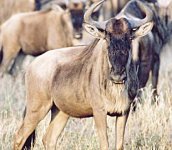 wildebeest.jpg