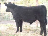 Dirty Harry Steer.jpg