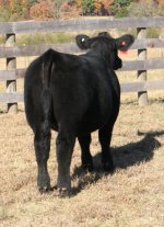 Tag 7 Paddy O'Malley X Commercial Angus Rear View internet.jpg