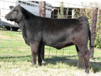 Highliner Heifer.jpg