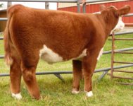 Tower Hill Farms hereford Steer.jpg