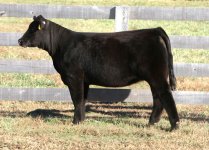 Tag 10 Sunseeker X Powerplant Angus Heifer.jpg